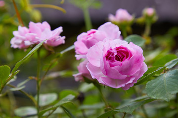 Beautiful pink roses in a garden. Pink  blooming rose bush outdoors