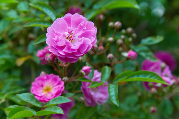 Fototapeta na wymiar Beautiful pink roses in a garden. Pink blooming rose bush outdoors