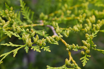 Conifer (Thuja Orientalis): a close up of the immature seed cones. Thuja branch with tiny cones. Evergreen plant