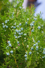 Conifer (Thuja Orientalis): a close up of the immature seed cones. Thuja branch with tiny cones. Evergreen plant
