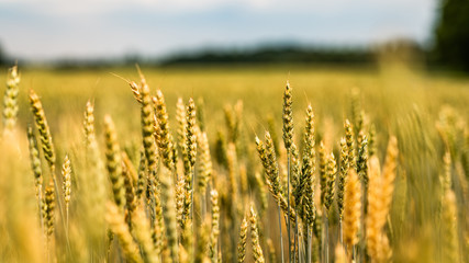 przenica- zbliżenie- polska uprawa © BlackMediaHouse