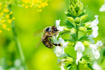Bee on a flower close up
