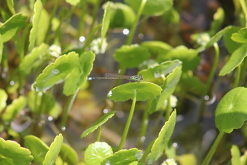 水草