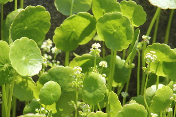 水草