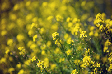 Colza flowers on the field. Summer sunny day. Blurred background with bokeh. Copy space.