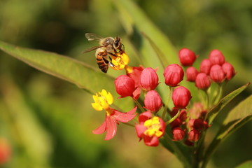 abeja