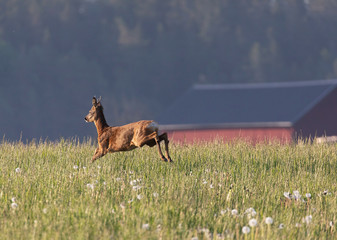 Deer