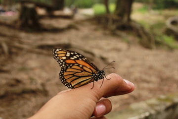 Linda mariposa