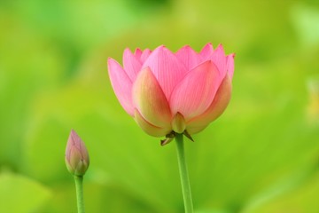 Obraz premium ハスの花