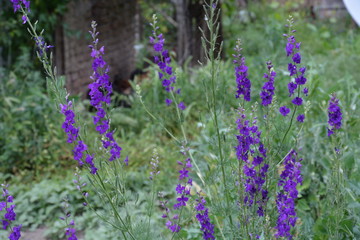 purple flowers in the garden