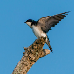 Tree Swallow perched on Branch along the Potomac River