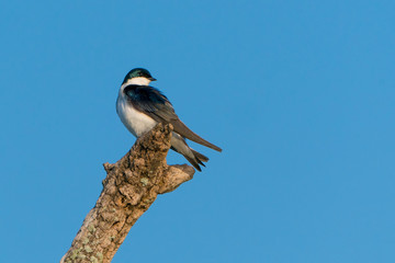 Tree Swallow perched on Branch along the Potomac River