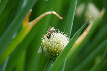 White wild flower and a bee in the meadow 