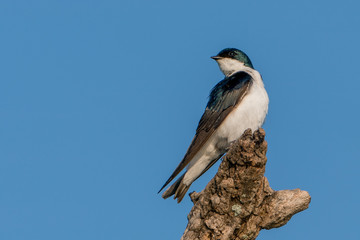 Tree Swallow perched on Branch along the Potomac River