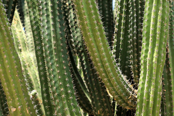 Macrobeeld van gestructureerd oppervlak van cactusbloem op het eiland Aruba