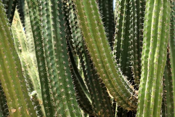 Poster Cactus Macrobeeld van gestructureerd oppervlak van cactusbloem op het eiland Aruba