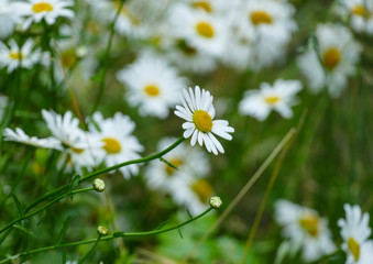 Lovely white daisy flower in the meadow 