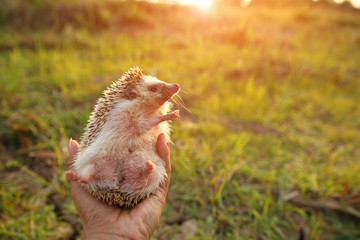 Hedgehog in hands