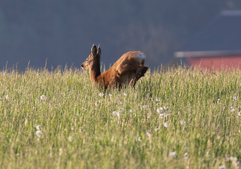 The roe deer (Capreolus capreolus), also known as the roe, western roe deer or European roe, is a...
