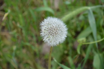 dandelion in grass