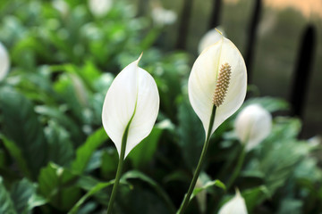 close up tropical white lily flowers on green garden