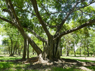 Fototapeta na wymiar large tree with roots covering the ground, a large tree in the garden