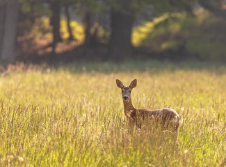 Roe deer