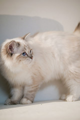 Lovely ragdoll cat portrait with beautiful colours and patterns