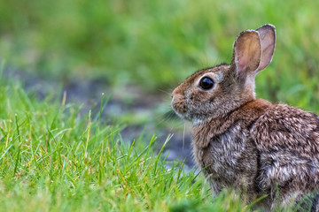 Young Eastern Cottontail (Sylvilagus Floridanus) rabbit on the grassy trail covered in morning dew