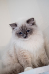 Fototapeta premium Lovely ragdoll cat portrait with beautiful colours and patterns