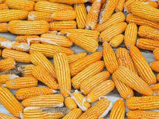 Dried corn For animal feeding