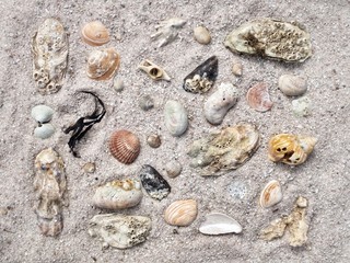 shells on the beach