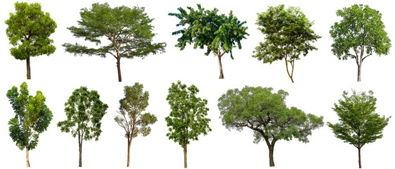 Set of beautiful trees Isolated on white background , Suitable for use in architectural design , Decoration work , Used with natural articles both on print and website.