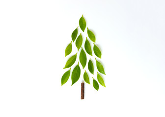 Flat lay tree on the white screen isolated from branch and leaves for nature concept