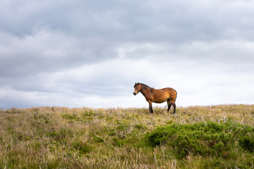 Fototapeta na wymiar Exmoor Pony 01
