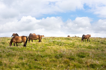 Exmoor Ponys 02