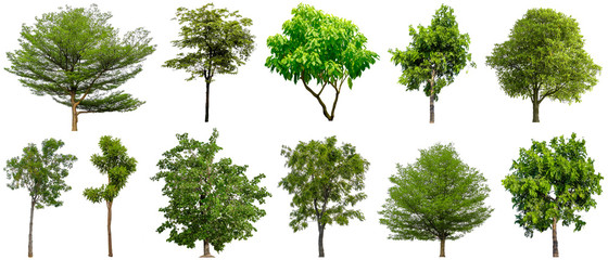 Set beautiful trees isolated on white background, Suitable for use in architectural design and decoration work.