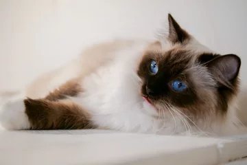Foto op Plexiglas Lovely ragdoll cat portrait with beautiful colours and patterns © 云 王