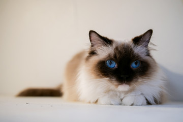 Lovely ragdoll cat portrait with beautiful colours and patterns