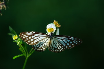 butterfly on flower (Common Blue Tiger  butterfly)