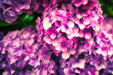 Obraz premium 紫陽花