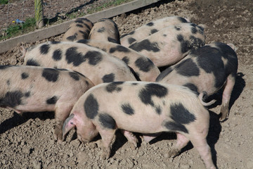 a group or drift of gloucestershire old spot pigs