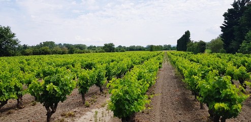 Fototapeta na wymiar vineyard in provence france