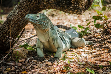 Rare blue iguana under a tree branch