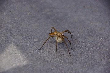 Listspinne mit Eikokon