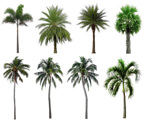 Fototapeta na wymiar Collection Beautiful Palm Trees Isolated on white background , Suitable for use in architectural design , Decoration work , Used with natural articles both on print and website.