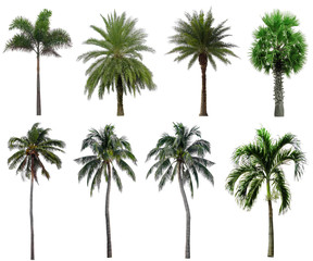 Collection Beautiful Palm Trees Isolated on white background , Suitable for use in architectural design , Decoration work , Used with natural articles both on print and website.