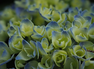 hydrangea flower (focus stacking)
