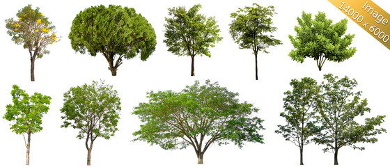 Collection Trees isolated