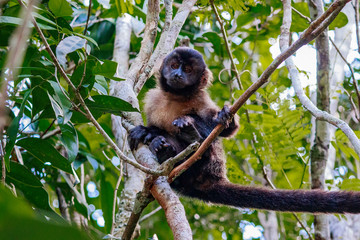 Brazil monkey